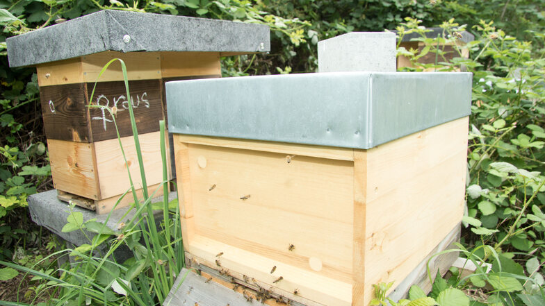 Ein Imker hat auf der Ökofläche in solchen Kästen insgesamt 17 Bienenvölker untergebracht.