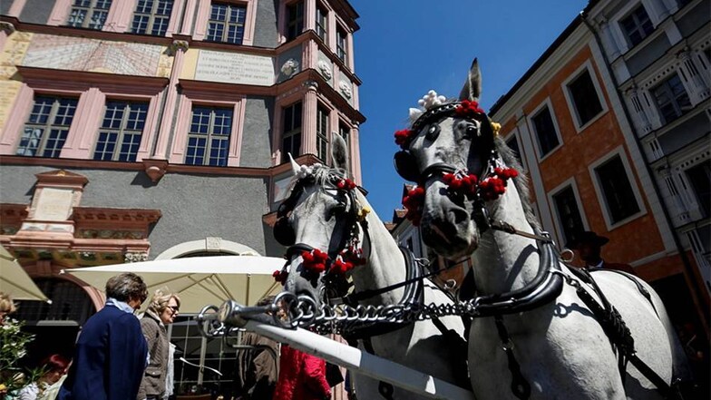 Die Pferde von Roland Haase aus Radeburg stehen an der Ecke Untermarkt/Petersstraße.