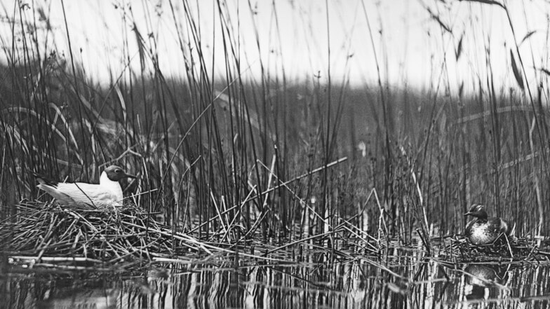 Blick in die Kinderstube von Vögeln, die der Laie fast nie zu sehen bekommt: Eine Lachmöwe (links) und ein Schwarzhalstaucher brüten in trauter Nachbarschaft, aufgenommen in Lohsa im Juni 1932. Foto: Slub/Deutsche Fotothek/Rudolf Zimmermann