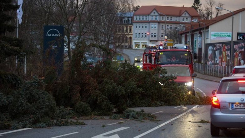 An der Hohen Straße in Kamenz  knickte der Sturm mehrere Tannen um. Sie fielen auf die viel befahrene Straße.