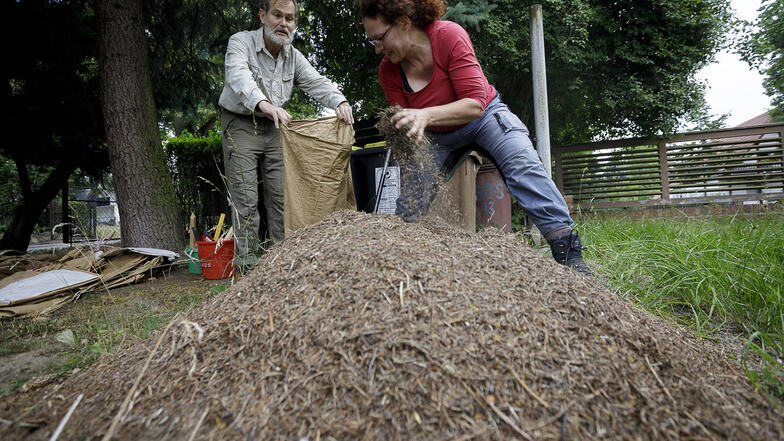 Christina Grätz siedelt mit Unterstützung des Görlitzer Biologen Bernhard Seifert Rote Waldameisen von einem Garten in Biesnitz in ein Jauernicker Waldstück um.