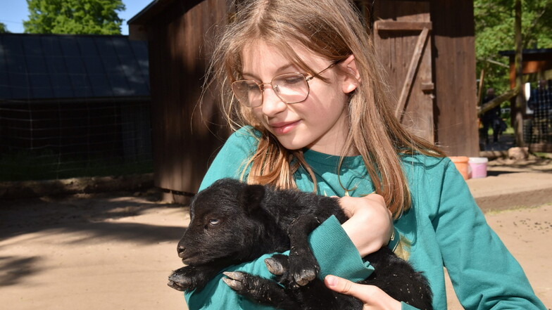 Ein besonderes Wildparkerlebnis hatte Besucherkind Clarisse. Sie durfte das jüngste Lämmchen der Quessantschafe im Arm halten.