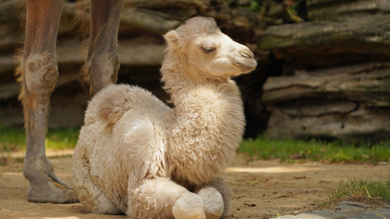 Zoo Dresden: Starthilfe für die kleine Farah