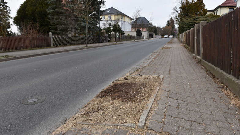 Hier in der Rabenauer Straße in Dippoldiswalde standen bis vor Kurzem noch Bäume. Aber am Gehweg sieht man, wie die Wurzeln das Pflaster hochgedrückt haben.