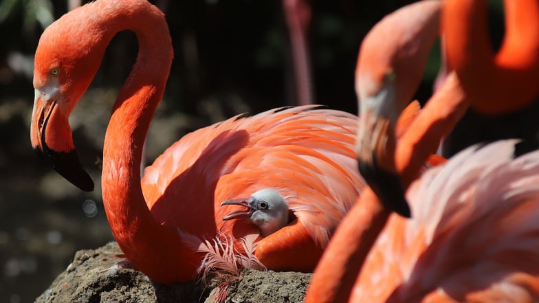 Flamingovoliere: Zahlreiche Küken geschlüpft