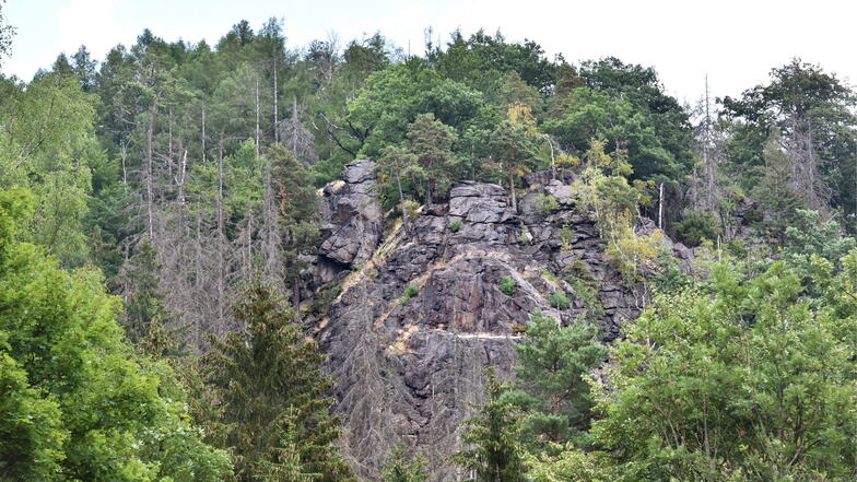 In den Felsgebieten des Müglitztals, hier bei Bärenstein, sind die Fichten bereits abgestorben. In den Tallagen konnten sich die Nadelbäume bislang noch halten. Doch nun ist zu befürchten, dass auch diese eingehen werden.