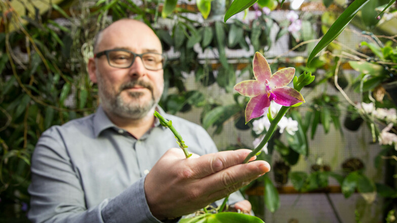Der Dresdner Mike Behm mit seiner Nachkreuzung eines sogenannten Hybriden. Die Duft-Orchidee heißt "Jessie Lee" und wurde 2013 in Taiwan erstmals kultiviert.