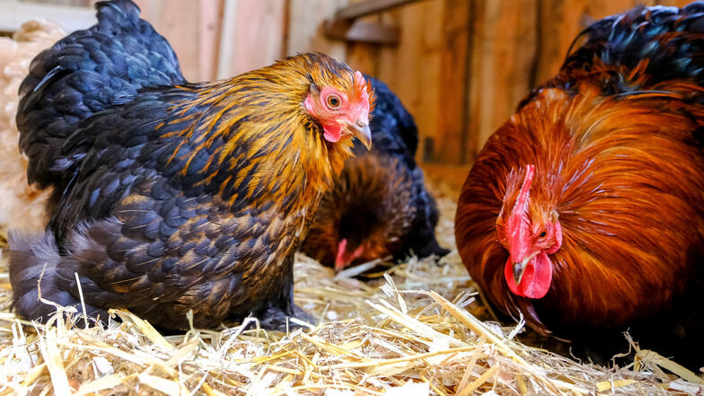 Hühner und anderes Federvieh dürfen derzeit nicht ins Freie.