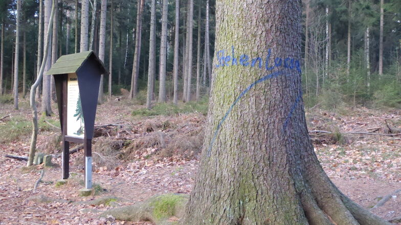 Bleibt stehen hatte der Revierförster erst noch mit blauer Farbe an den Stamm geschrieben. Dann war der Baum wegen dem Borkenkäferbefall aber doch nicht mehr zu retten.