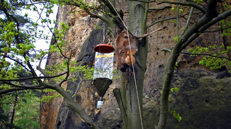 Tote Hirschkuh hängt im Nationalpark Sächsische Schweiz in einem Baum