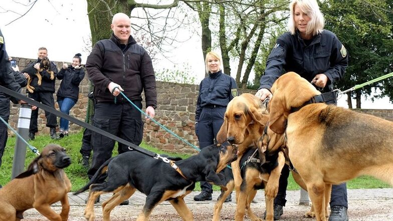 Die Hundeführerin aus Naustadt, rechts im Bild, hält einen Bloodhound, ihr Kollege aus Polen am linken Bildrand hat zwei Welpen zur Ausbildung mit nach Meißen gebracht.