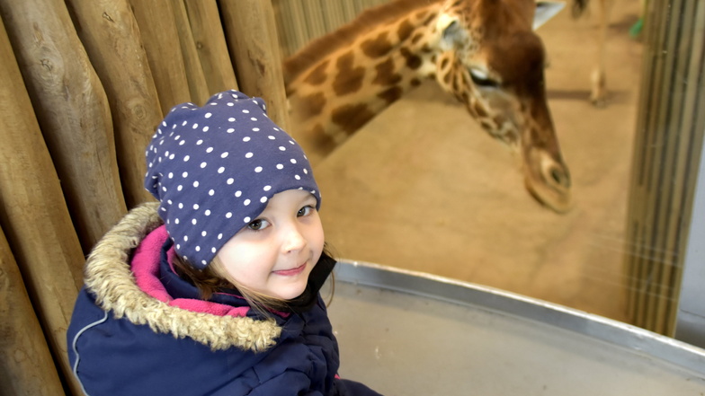 Eigentlich wollte Charlotte im Dresdner Zoo Einhörner finden. Aber die Giraffen haben sogar zwei Hörner und sind mindestens genau so niedlich.