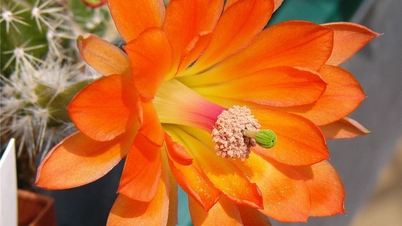 Seine Lieblingskakteen sind die Echinocereen mit ihren leuchtend orangefarbenen Blüten.