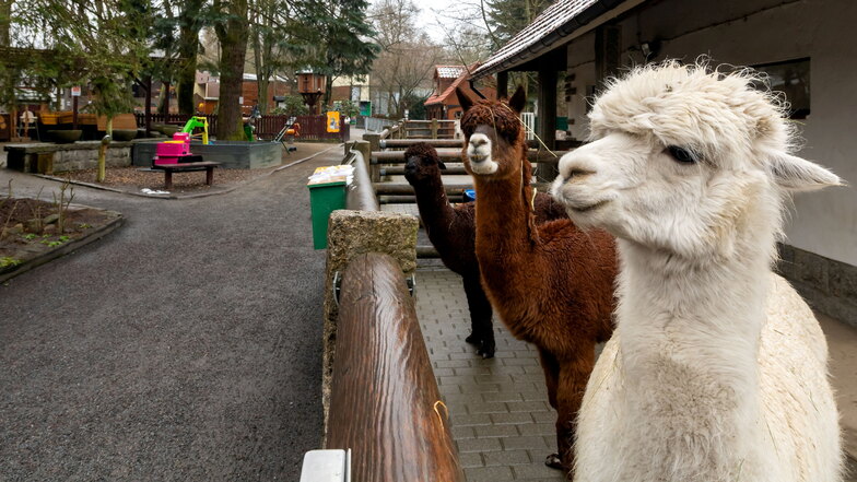 Wo bleiben die Besucher? Das scheinen sich die Alpakas auch zu fragen. Der Tierpark Bischofswerda hat zwar seit 7. April wieder geöffnet. Doch bisher mit wenig Resonanz.