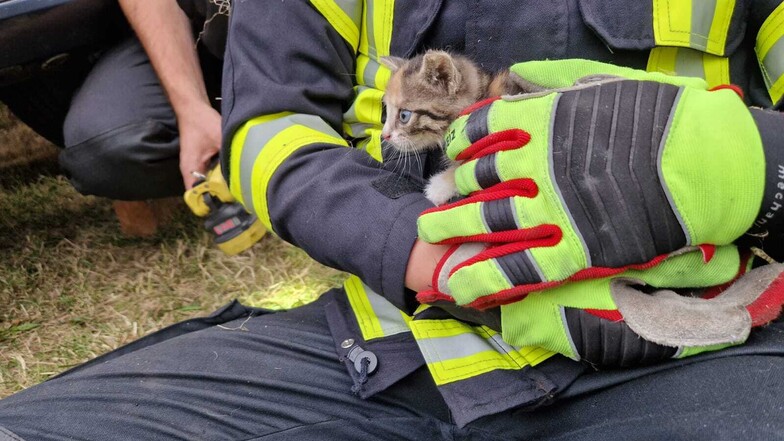 Das kleine Kätzchen wird von einem Glaubitzer Feuerwehrmann behütet. Er hatte es mit seinen Kameraden aus einem VW Passat gerettet.