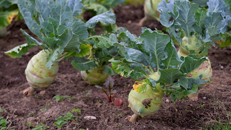 Die Kohlrabis auf diesem Symbolfoto stehen noch, aber in Bautzener Kleingärten haben Unbekannte Pflanzen heraus gerissen und weitere Schäden angerichtet.