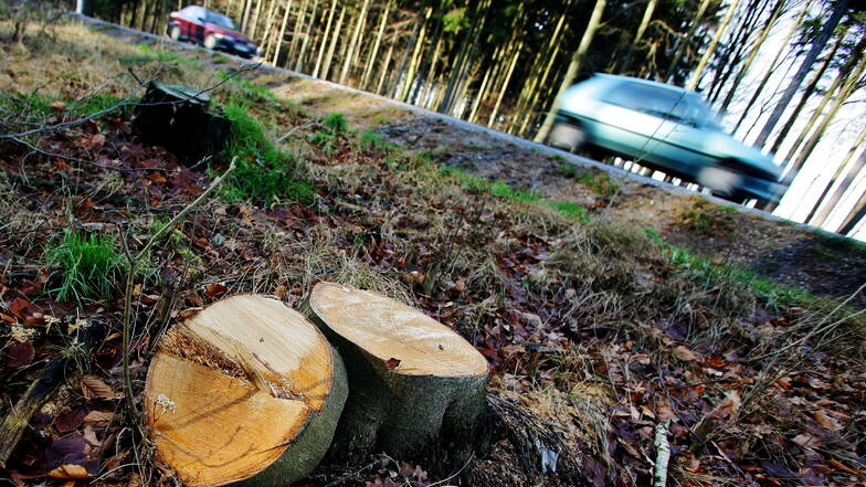 An etlichen Stellen im Landkreis Bautzen wurden Straßenbäume gefällt. Naturliebhaber kritisieren das Verschwinden der Alleen.