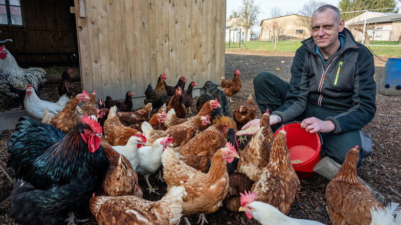 Matthias Rohlfs lockt mit dem roten Eimer die Hühner an. Die wissen, es gibt Futter.
