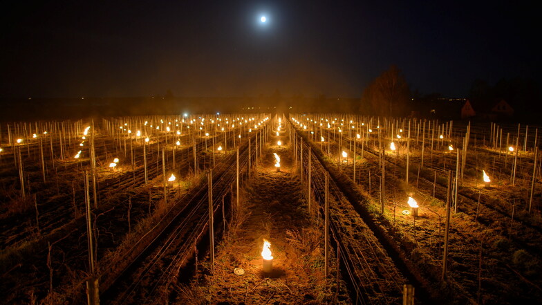 Frost schadet den Weinreben. Seit einigen Jahren treiben die Winzer in Sachsen die kalte Luft mit speziellen Feuern aus den Weinbergen.