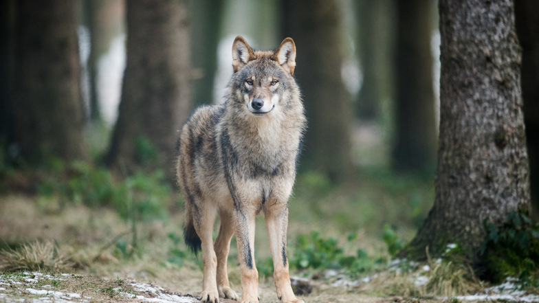 Aktuell gibt es in Sachsen 27 sogenannte Wolfsterritorien, in denen 22 Rudel leben.