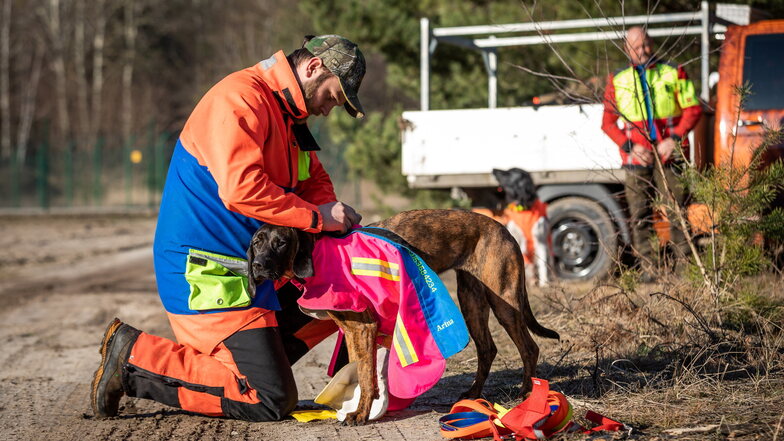 Jorgino Pein zieht seinem Schweißhund Arina eine Weste um den Körper. So sind die Hunde vor Angriffen geschützt und außerdem besser zu sehen im dichten Wald.