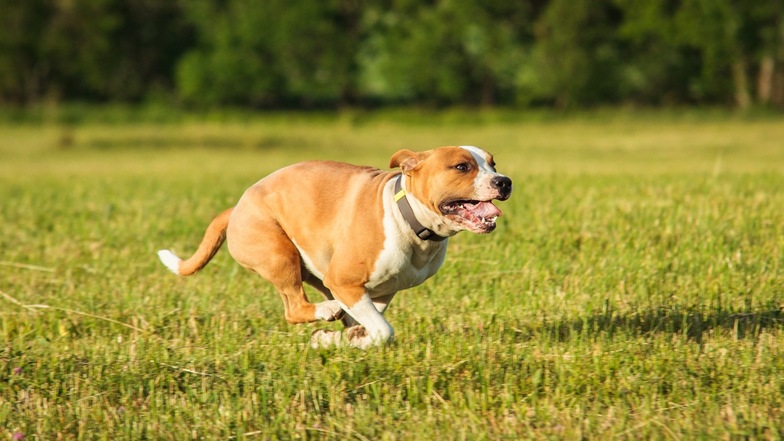 Ein Staffordshire Terrier rennt über eine Wiese. Ein Hund dieser Rasse ist in Frankenthal verschwunden, wobei ein Diebstahl nicht ausgeschlossen werden kann.
