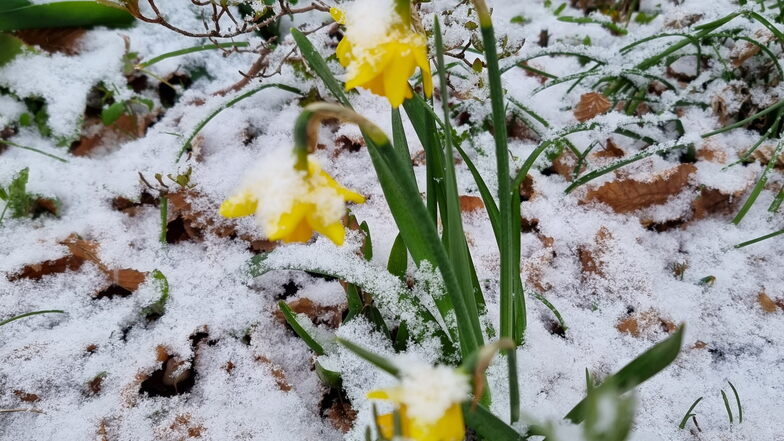 Osterglocken in voller Blüte, allerdings im Schnee.