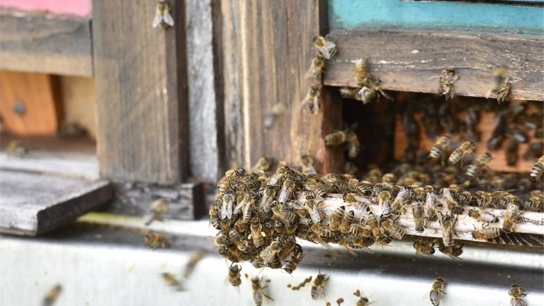 Unermüdlich schwirren die Bienen hin und her. Wer beim Vorbeigehen am Bienenwagen seine Ohren spitzt, kann den Bienenfleiß hören.