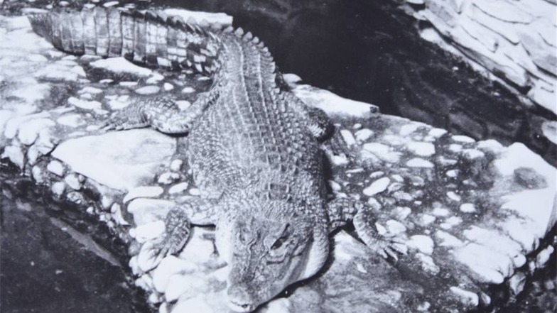 Max auf einer Aufnahme von 1961 - drei Jahre, nachdem er in den Zoo gekommen war.