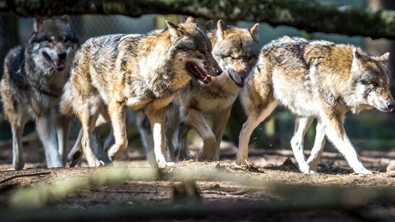 Wölfe genießen in Deutschland einen hohen Schutz. In anderen europäischen Ländern wie Frankreich oder Schweden ist ein kontrollierter Abschuss gestattet. Jäger und Tierhalter fordern das auch für Deutschland. Entscheiden muss das aber die Bundespolitik.