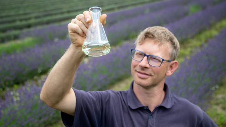 Maue Ernte in Sachsen - aber Lavendel hilft