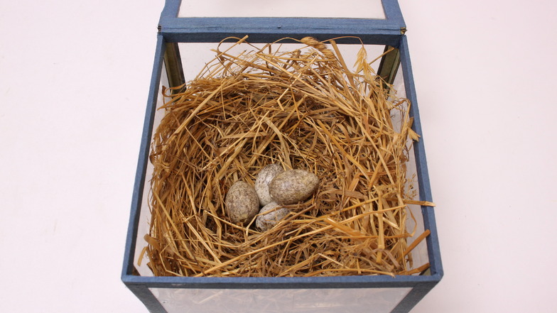 Wer sammelt das Nest eines Haussperlings? Die TU Dresden. Es ist eines von rund einer Million Objekte im Sammlungsbesitz der Hochschule.
