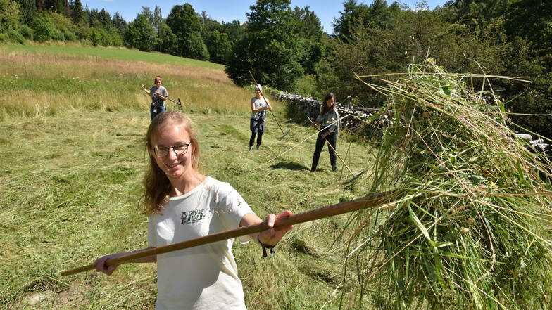 Luisa Weber macht beim 25. Heulager der Grünen Liega im Bielatal mit. Die Ex-Gymnasiastin aus Bärenstein wird dieser Tage von Schülern unterstützt, die sich damit am Umwelttag ihrer Schule beteiligen. Dieser findet am 15. Juli in Altenberg statt.