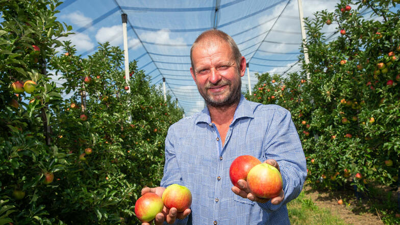 Steffen Menzel vom Obstbau Menzel in Stolpen erntet schon die ersten Äpfel.