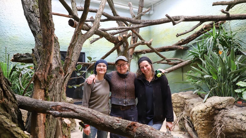 Orang-Utan-Haus im Zoo Dresden: Dem Beton Leben einhauchen