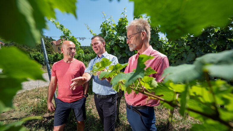 Warum Weinanbau in sächsischen Hausgärten immer interessanter wird