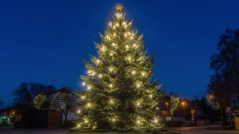 Ein großer Weihnachtsbaum soll im Advent vor dem Bautzener Landratsamt stehen. Jetzt werden passende Exemplare gesucht.