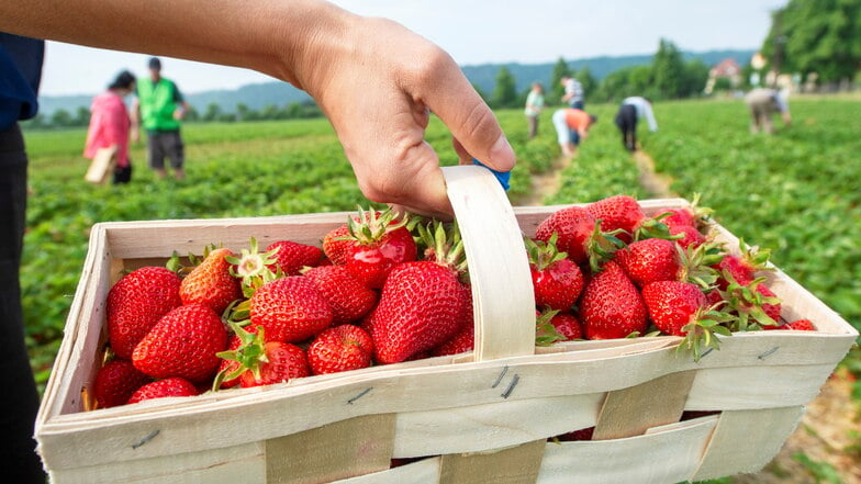 An einigen Stellen im Landkreis Bautzen gibt es jetzt Erdbeeren zum Selbstpflücken.