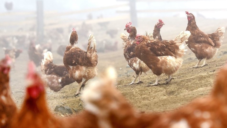 Pietzschkes Legehennen sind glückliche Hühner und werden in Freilandhaltung gehalten.