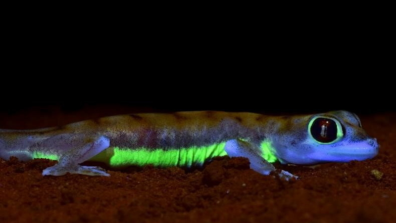 Der Wüstengecko Pachydactylus rangei aus Namibia zeigt unter UV-Licht stark neon-grün fluoreszierende Streifen an den Körperseiten und um die Augen.