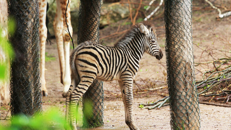 Zebrafohlen Django ist einer der jüngsten Zoobewohner.