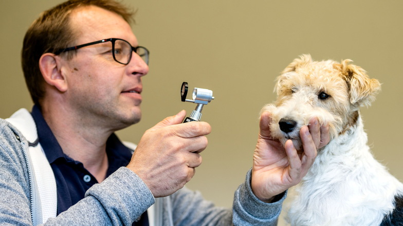 Tierärzte registrieren wieder mehr Fälle von Hundemalaria