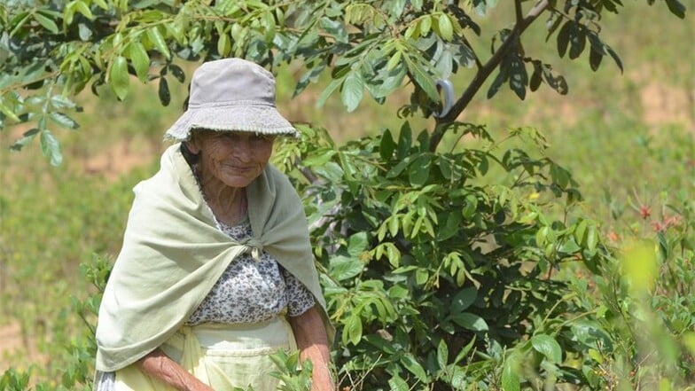 Die 80 Jahre alte Franziska Berra arbeitet bei der Kokaernte.