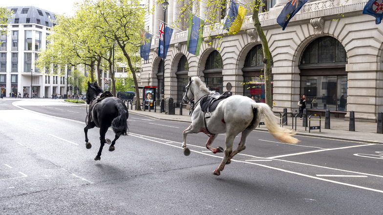 Diese  Militär-Pferde sorgten in den  Straßen von London für Chaos.