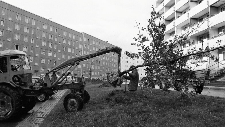 1990 wurden in der Antonstraße Bäume gepflanzt.