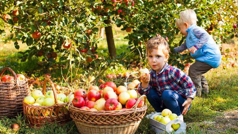 Es macht Spaß, Äpfel selbst zu pflücken – und man hat so garantiert frisches Obst im Haus.