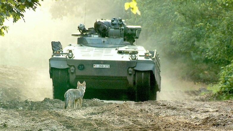 Neugieriger Welpe: Auf dem Truppenübungsplatz in der Lüneburger Heide haben sich die Wölfe an Panzer und Soldaten gewöhnt.