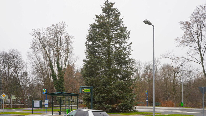 Der große Baum an der Bushaltestelle Pilgerschänke in Großpostwitz bereitet einer Einwohnerin Sorgen; auch deshalb, weil bisher die Weihnachtsbeleuchtung daran fehlte.
