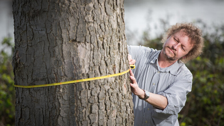 Nur Bäume mit einem Stammumfang bis zu einem Meter dürfen ohne Genehmigung gefällt werden. Thomas Werner-Neubauer vom Umweltamt hat das Maßband deshalb immer mit dabei.
