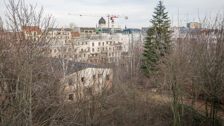 Blick auf die verwilderte Freifläche auf der Seminarstraße: bald könnten hier 171 Wohnungen entstehen.